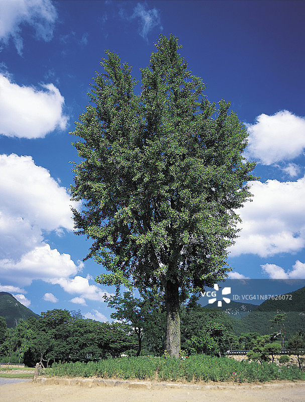 户外的独立树图片素材