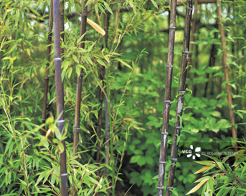 户外竹叶图片素材