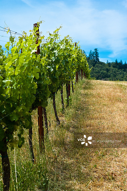 加利福尼亚索诺玛谷的葡萄园图片素材