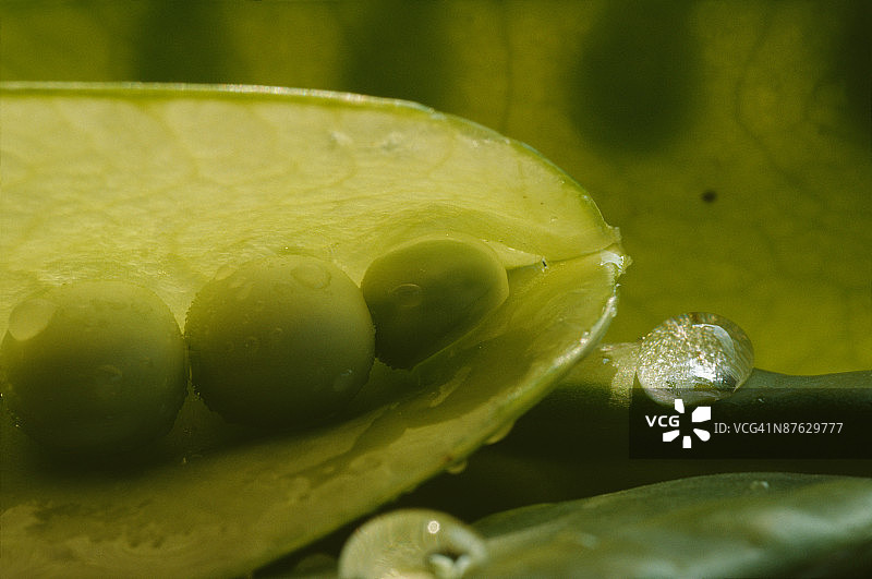 豌豆荚特写图片素材