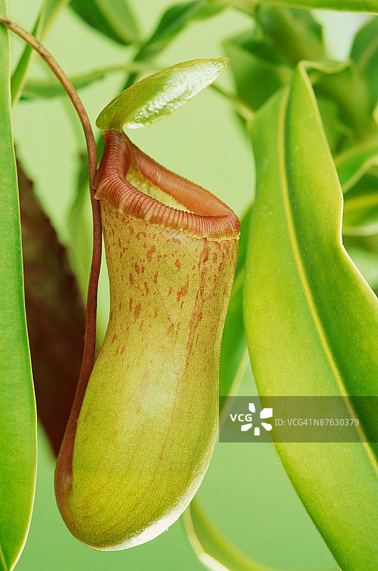 猪笼草特写影棚照图片素材