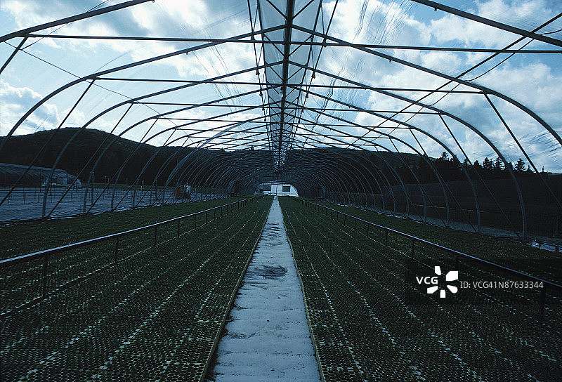 树木苗圃图片素材