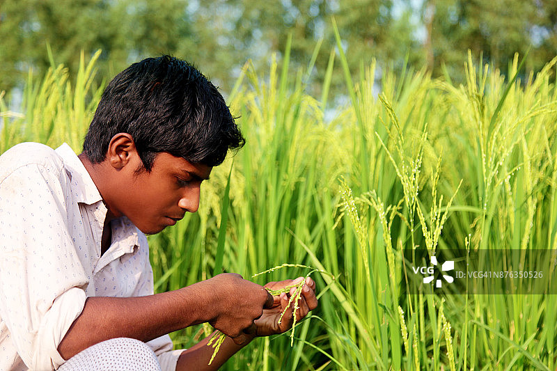 农民在田间检查作物图片素材
