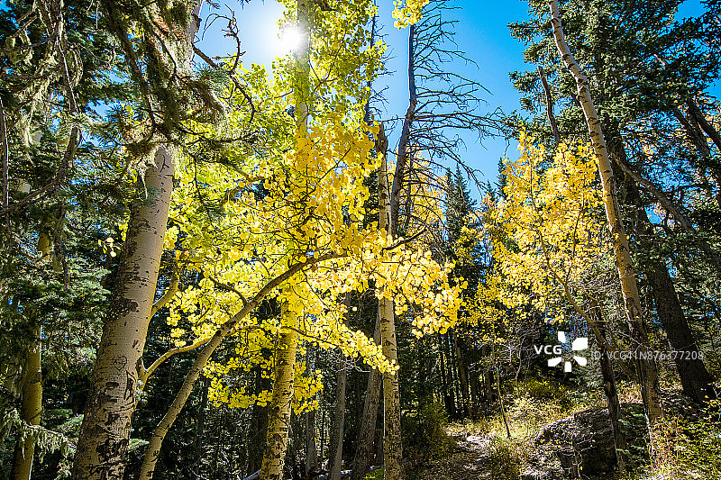 山杨的阳光图片素材