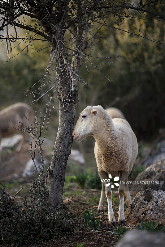 黄昏时分的一群绵羊图片素材