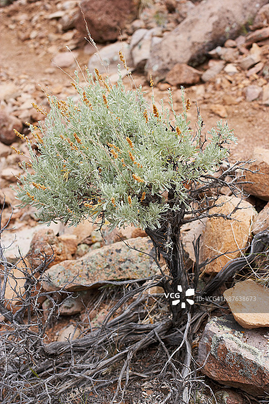 锡安国家公园图片素材