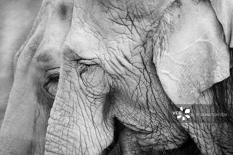 年轻和年老的象图片素材