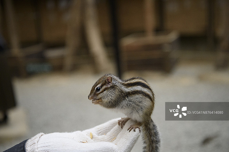 手上的松鼠图片素材