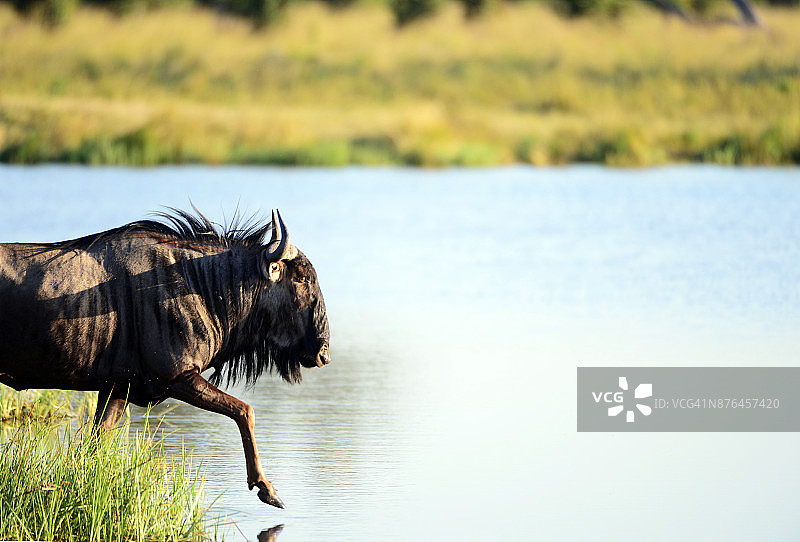 牛羚入水图片素材