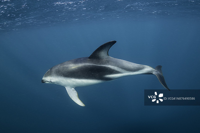 从瓦尔德斯半岛新海湾附近水面俯瞰暗色海豚图片素材