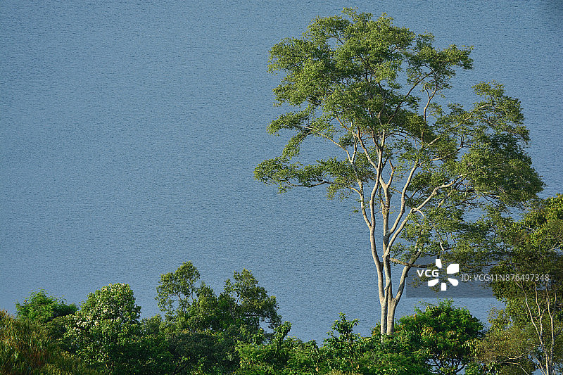基亚宁加湖附近一棵美丽的高树图片素材