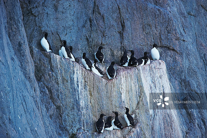 悬崖边上筑巢的厚嘴海鸦图片素材