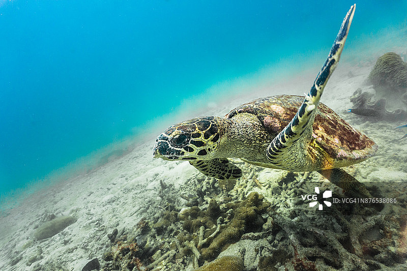 玳瑁海龟水下罕见场景图片素材