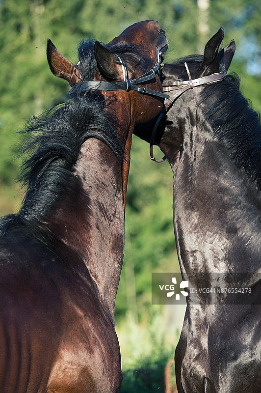正在嬉戏的两匹种马图片素材
