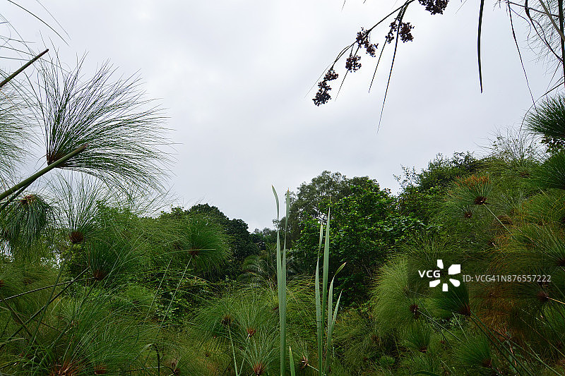 基亚宁加湖周围的沼泽植被图片素材