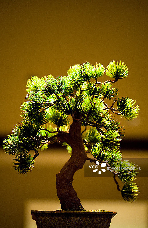 光线反射在盆景树上图片素材