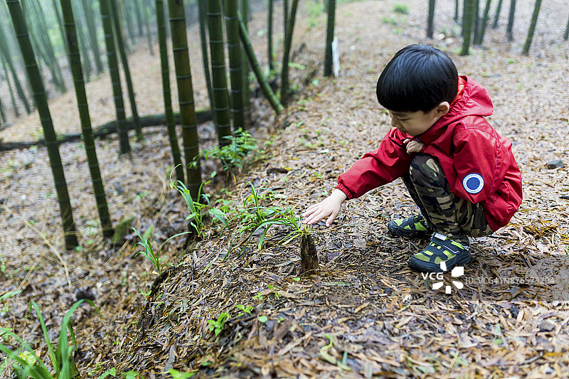 好奇地看着竹笋的小男孩图片素材