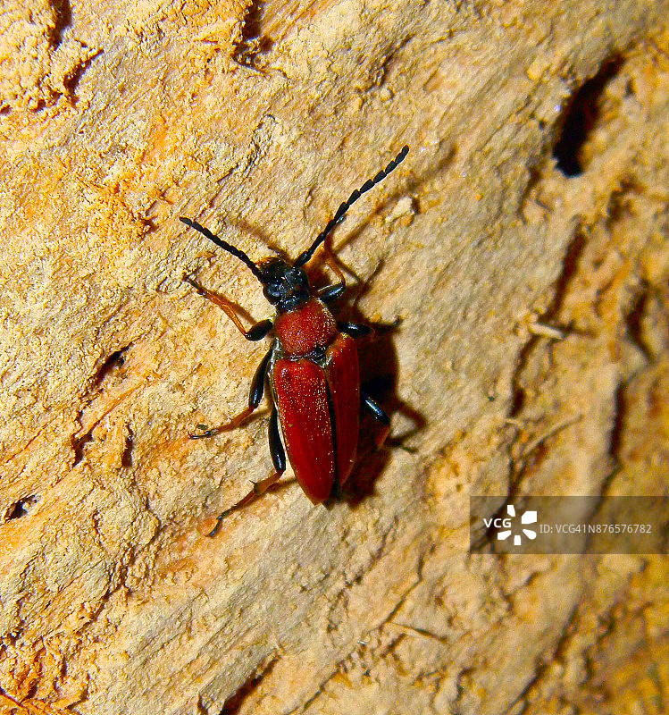 木头上的红色红天牛图片素材