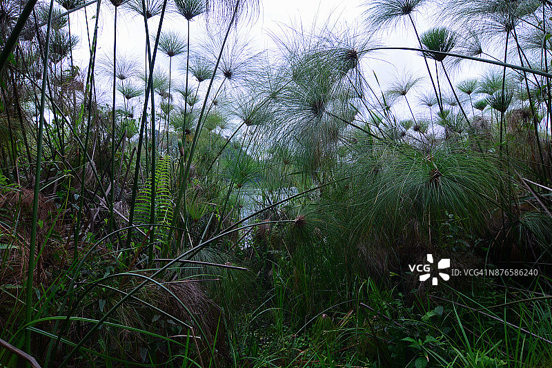 基亚宁加湖周围的沼泽植被图片素材
