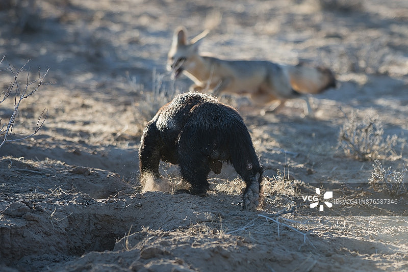 蜜獾在南非卡拉哈迪跨国公园的狐狸洞穴图片素材