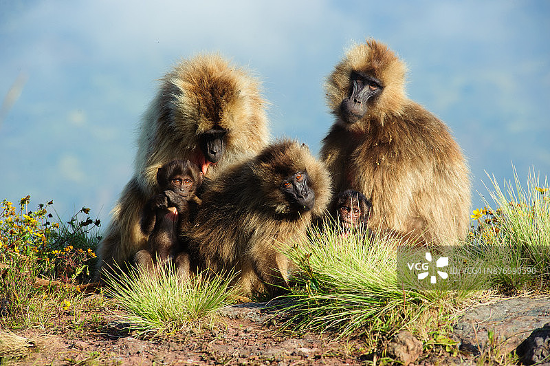 凝胶狒狒一家，栖息于埃塞俄比亚锡门山区国家公园悬崖边图片素材