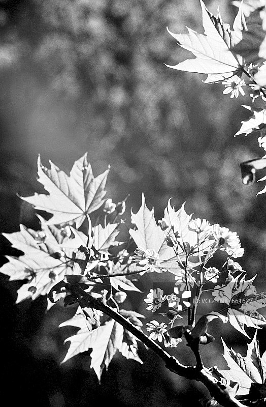 枫树叶图片素材