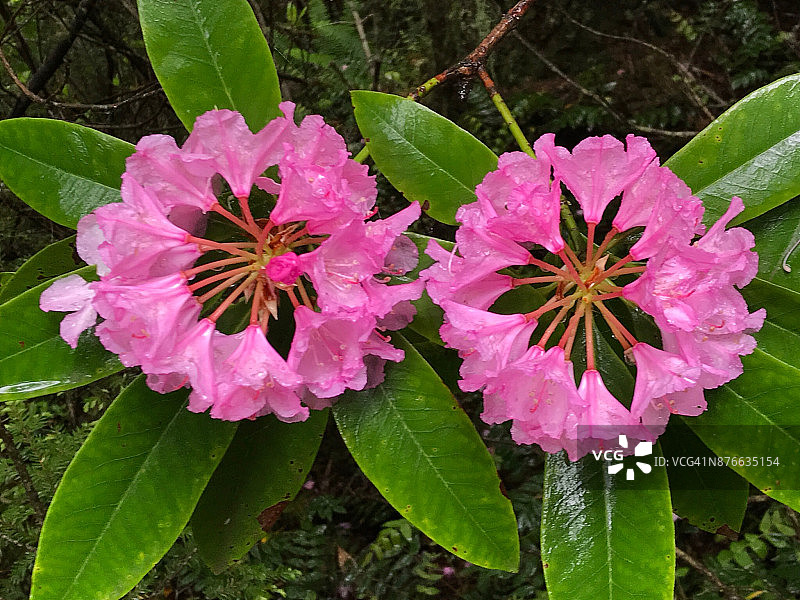 野生太平洋杜鹃花图片素材