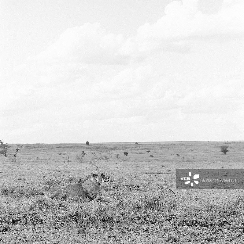 母狮在非洲稀树草原上图片素材