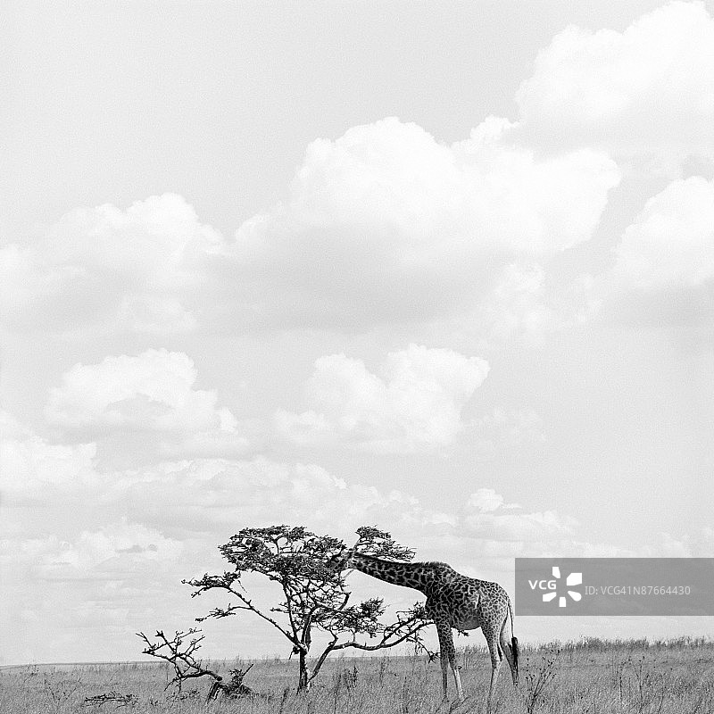 非洲稀树草原上，长颈鹿从树上取食图片素材