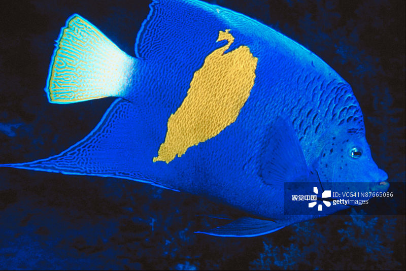 鱼在水族馆游泳的特写镜头图片素材