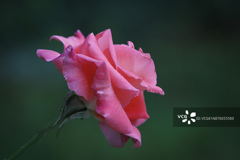 深绿色背景下的美丽粉红色玫瑰图片素材