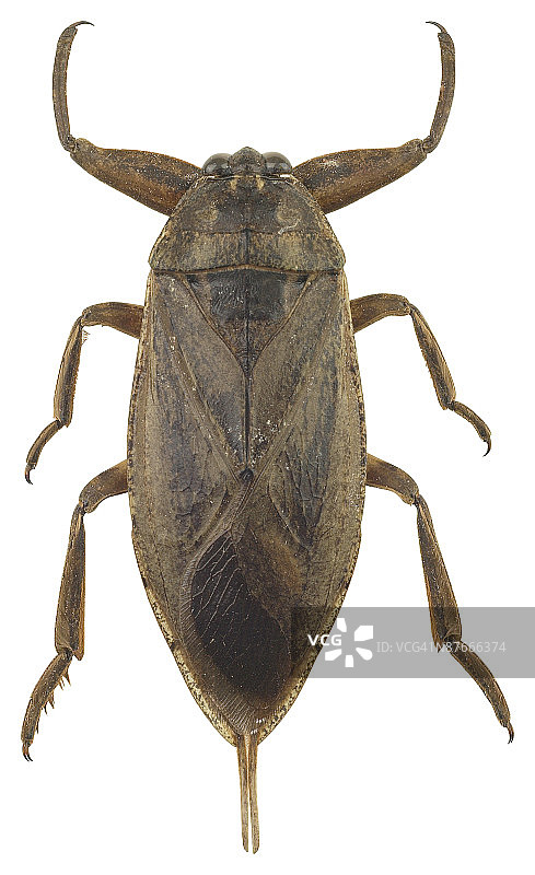 23599089图片素材