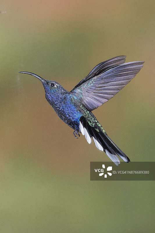 紫军刀翅蜂鸟飞翔图片素材