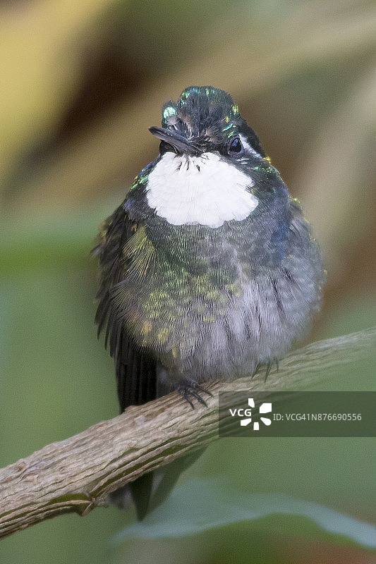 雄性白喉宝石蜂鸟图片素材
