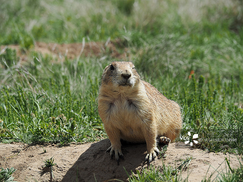 洞穴附近的草原犬图片素材
