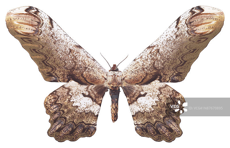 23610885图片素材