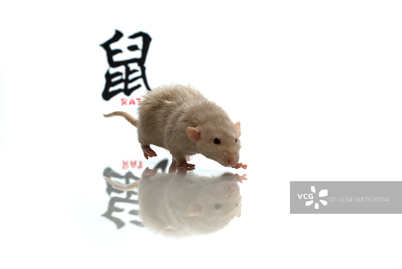 老鼠与汉字的工作室拍摄图片素材