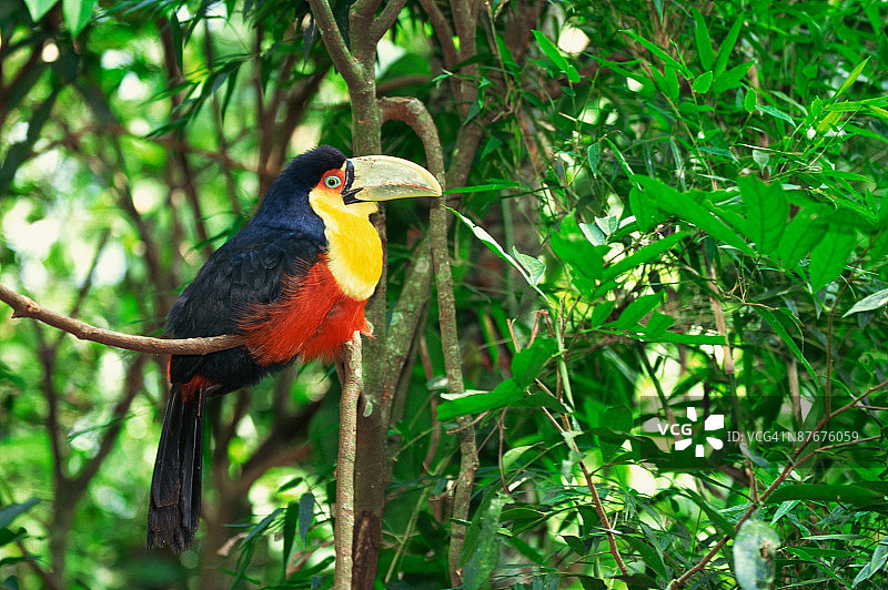 红胸巨嘴鸟图片素材