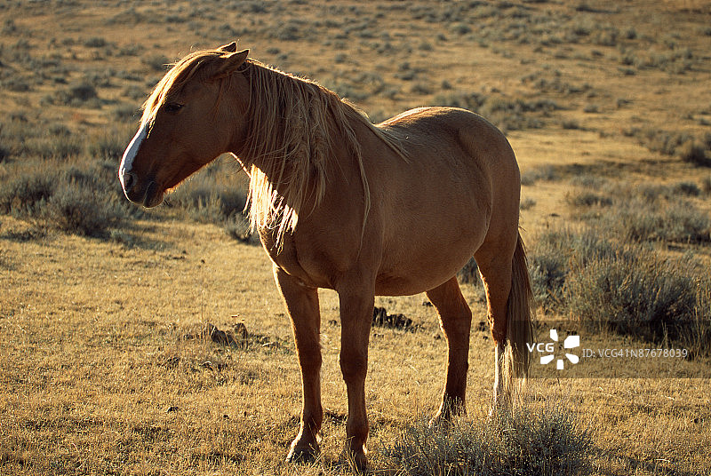西班牙野马图片素材