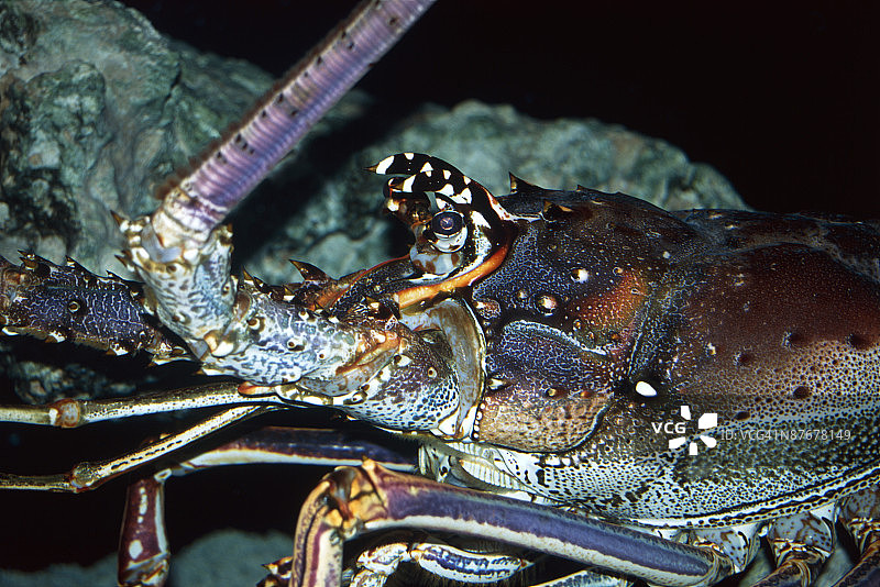 多刺的龙虾图片素材