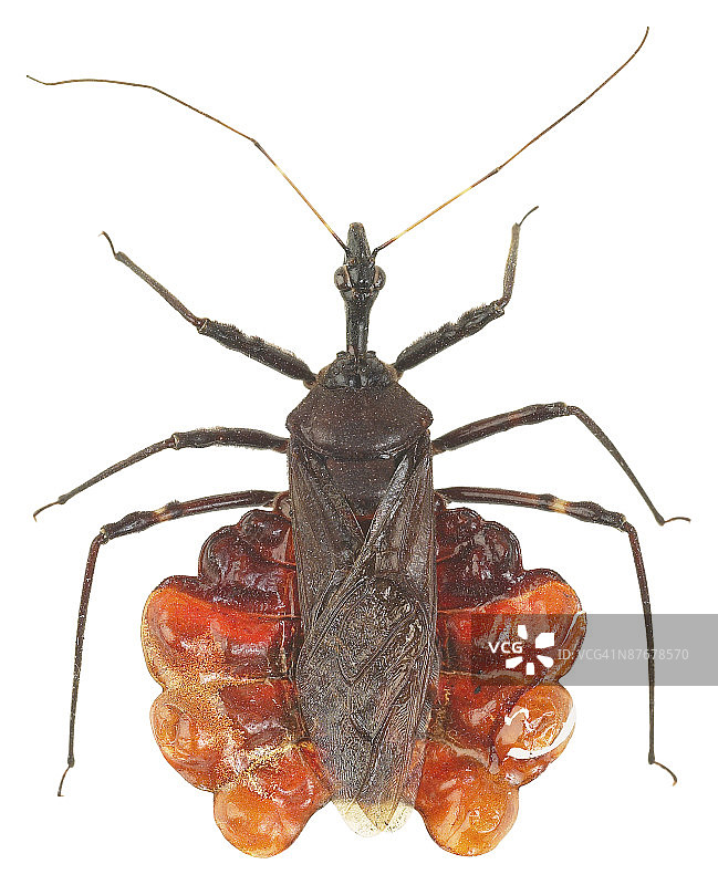 23643542图片素材