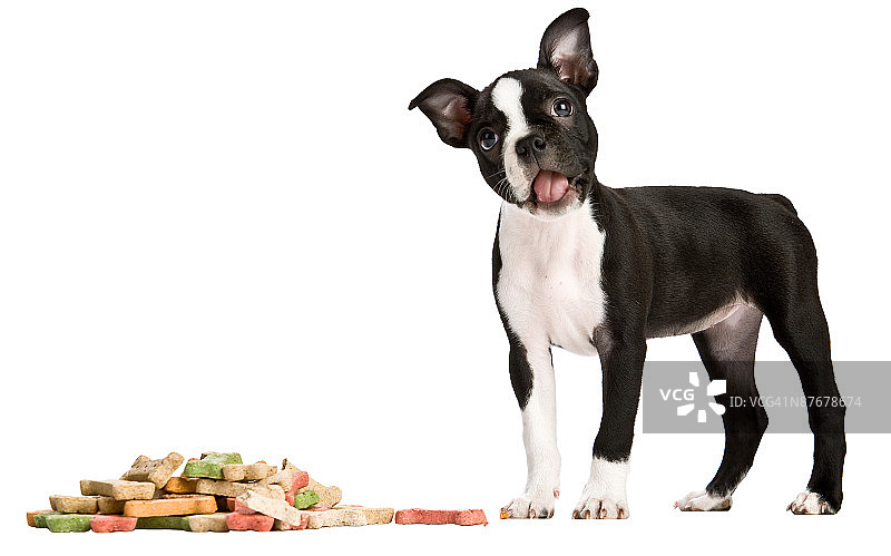 疑惑的波士顿梗犬与一堆饼干图片素材
