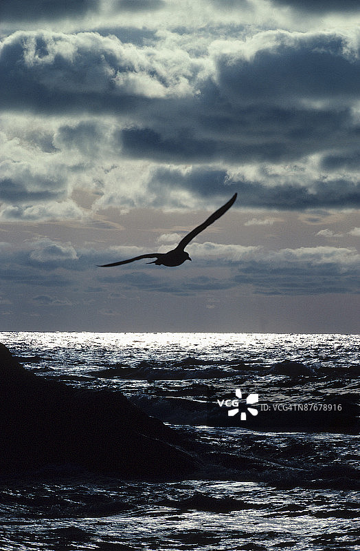 海鸥飞越海洋的轮廓图片素材