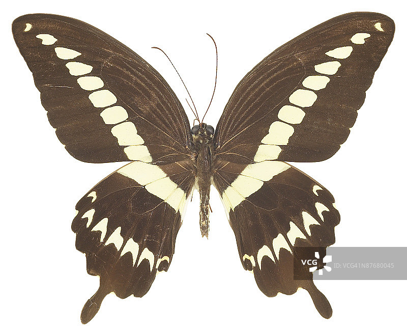 23643606图片素材