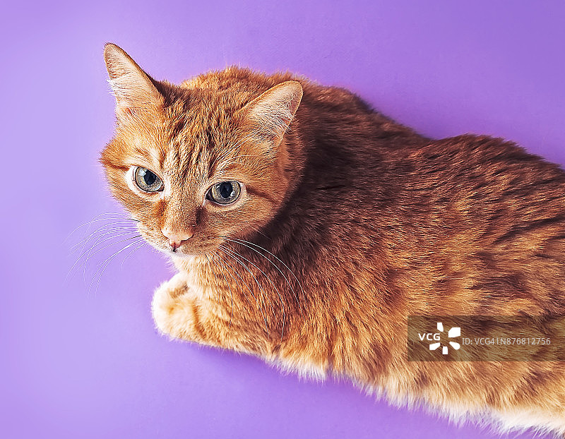 成年姜黄色猫咪躺在紫色背景上面对镜头图片素材