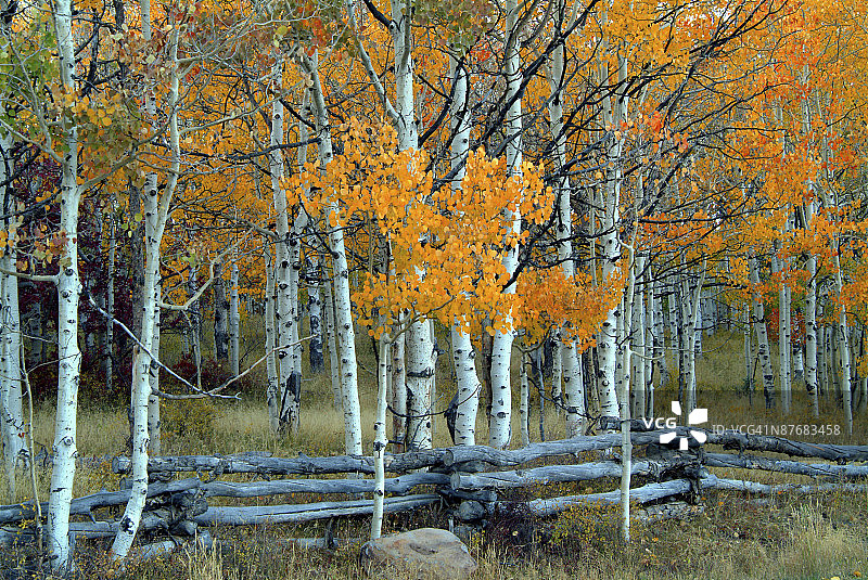 白杨树林与分叉栏杆图片素材