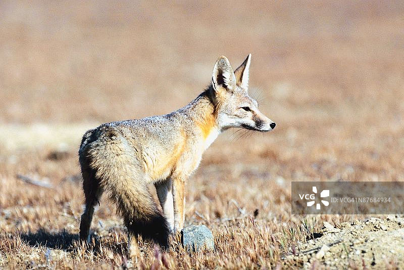 沙漠中的敏狐图片素材
