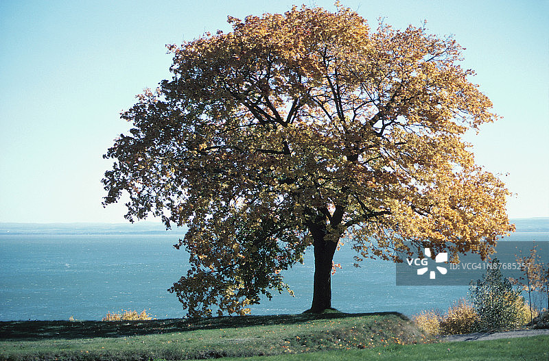 海滨公园的秋树图片素材