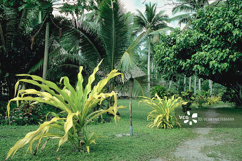 热带植物丛中的小径图片素材