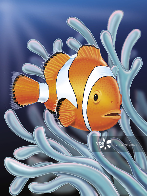 鱼在海里游泳的特写镜头图片素材